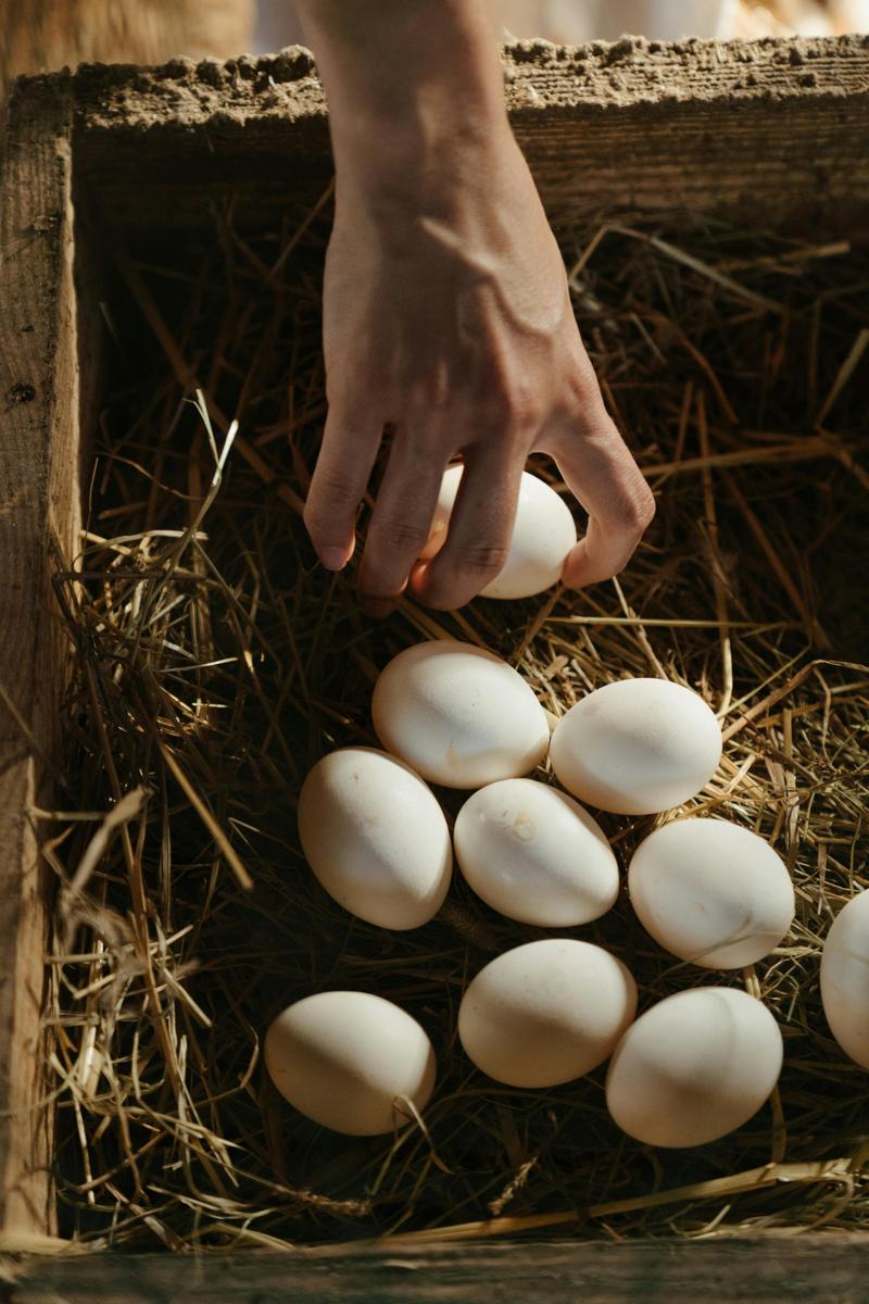 Protein food